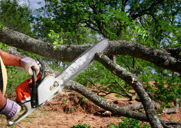 Best Commercial Tree Services  in Brighton, AL